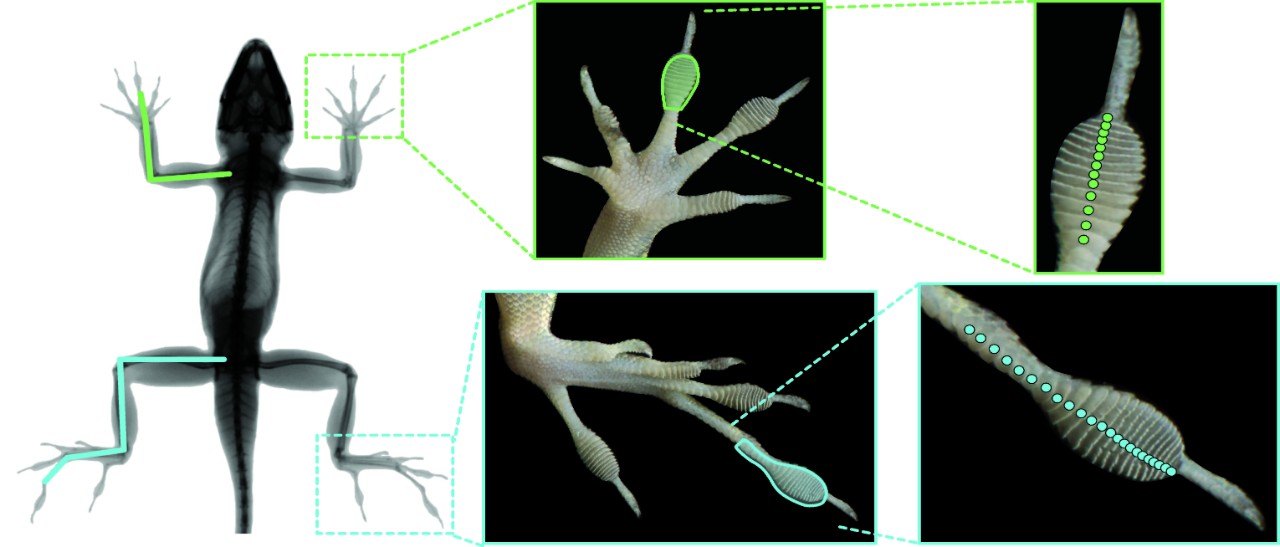 scan of lizard with highlighted closeups of toe pads