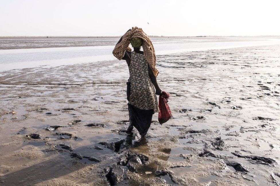 A woman collects cockles along the edge of the Sine Saloum Delta in Simal on January 3, 2023. - The Sine Saloum Delta is a recognised world heritage site, celebrated for its mangroves, bird life and rich culture of fishing, salt mining and agriculture