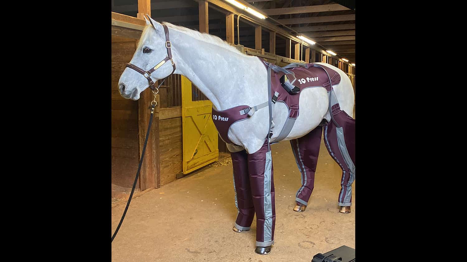 white horse in maroon 