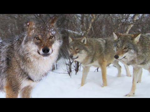 Video Meeting a Wolf Pack | Deadly 60 | Earth Unplugged