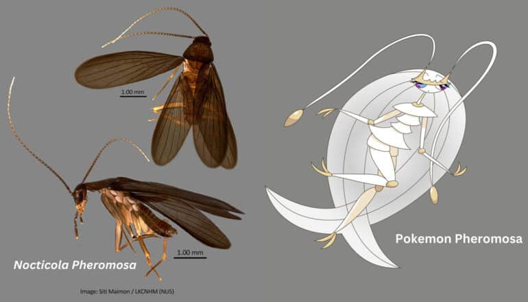 two views of cockroach next to white cartoon cockroach