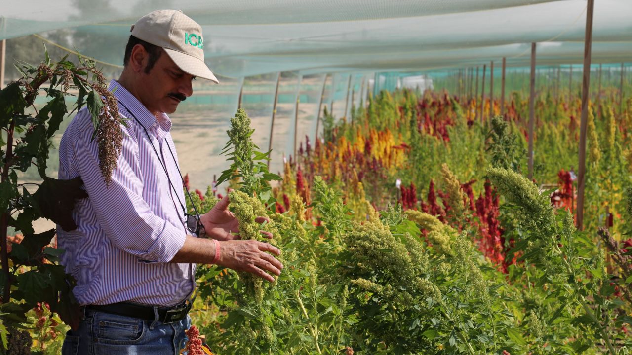 The International Center for Biosaline Agriculture is researching the potential of salt-tolerant crops, including quinoa.