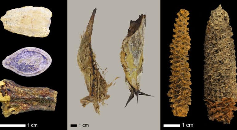 composite image of seeds, pits, and maize cobs