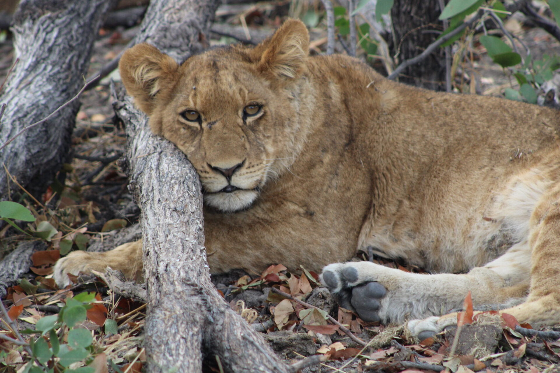 A lion lays down and rests its head on a tree root.