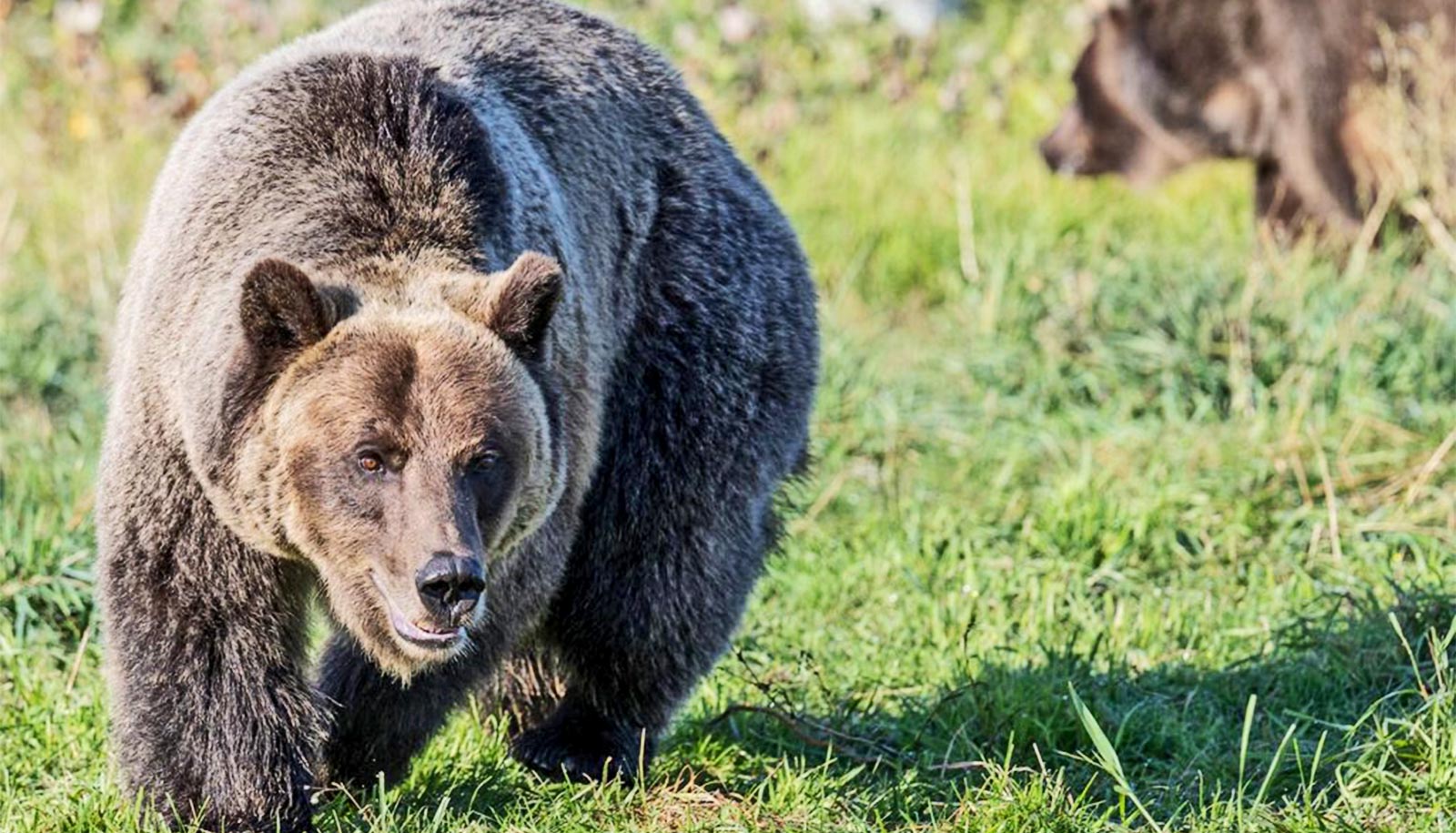 Grizzly bear internal clocks keep ticking in hibernation