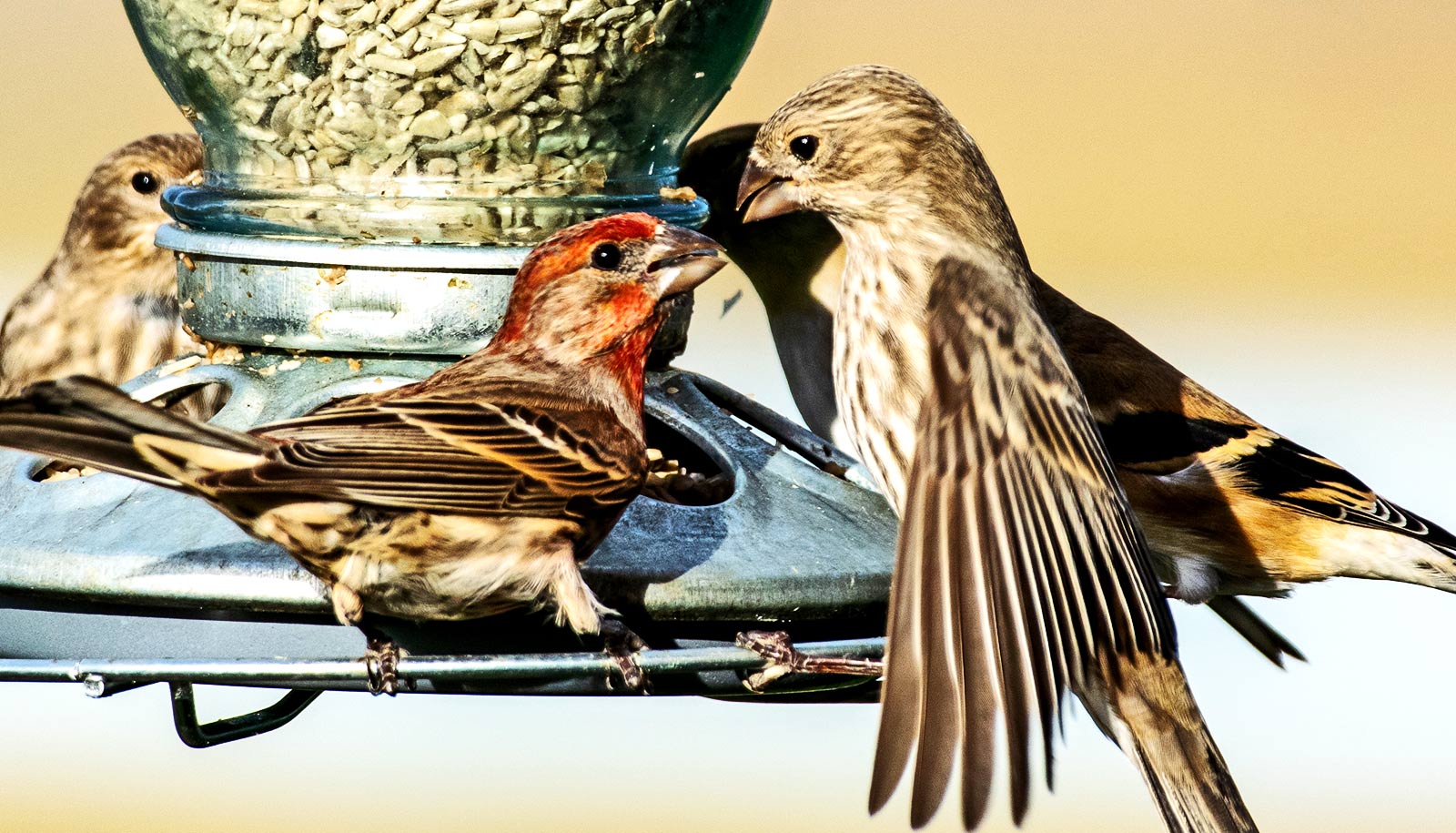 Sick house finches skip social distancing and get close