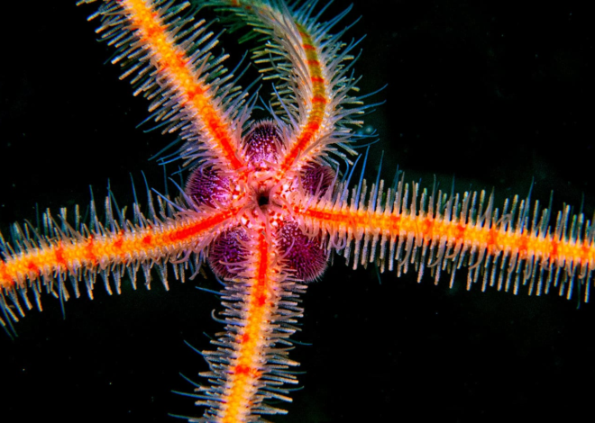 Brittle stars can learn new stuff, no brain required