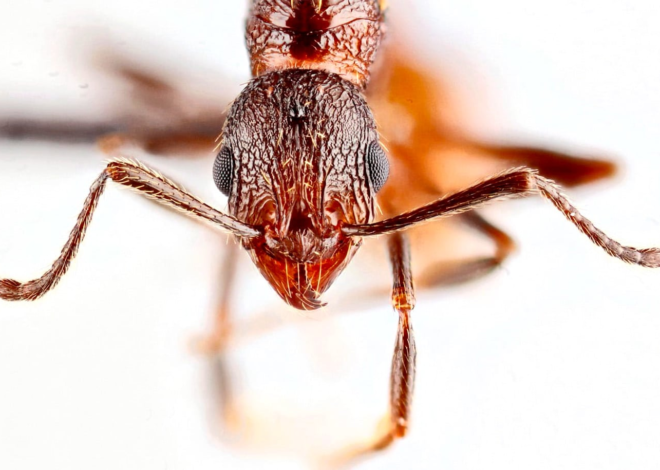 Super rare ants found hiding in North Carolina trees