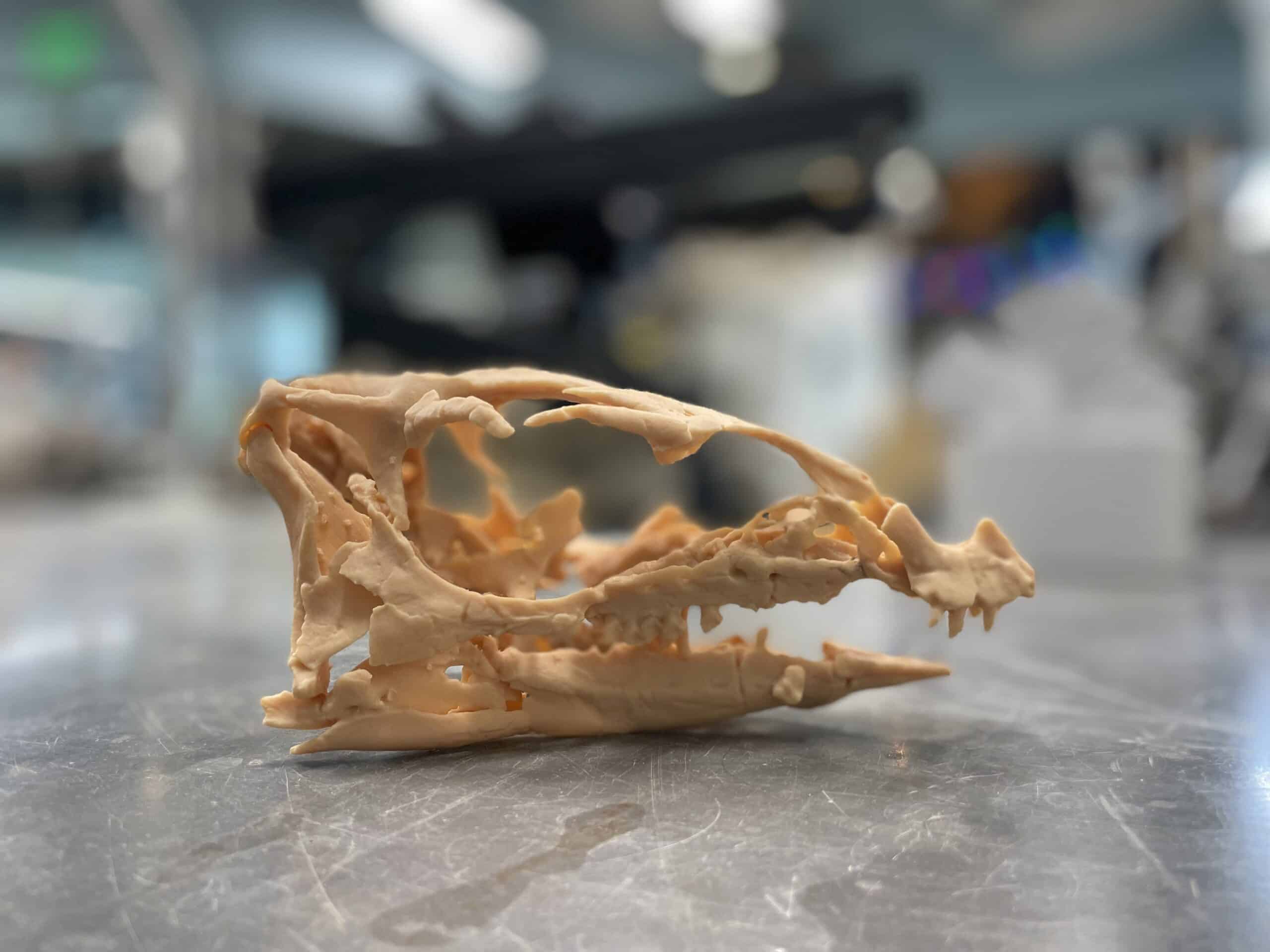 A small skull sits on a metal table.